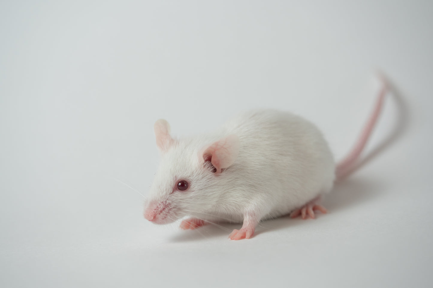 RODENTS