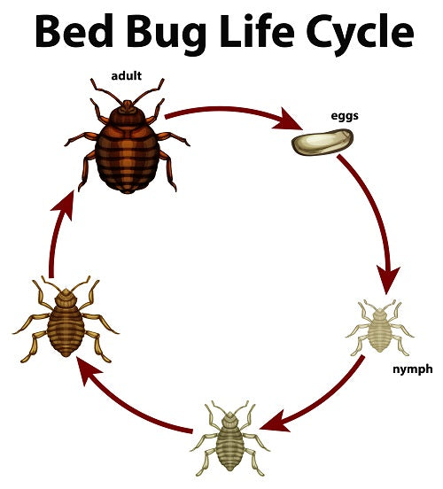 BED BUGS