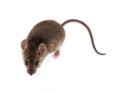 RODENTS